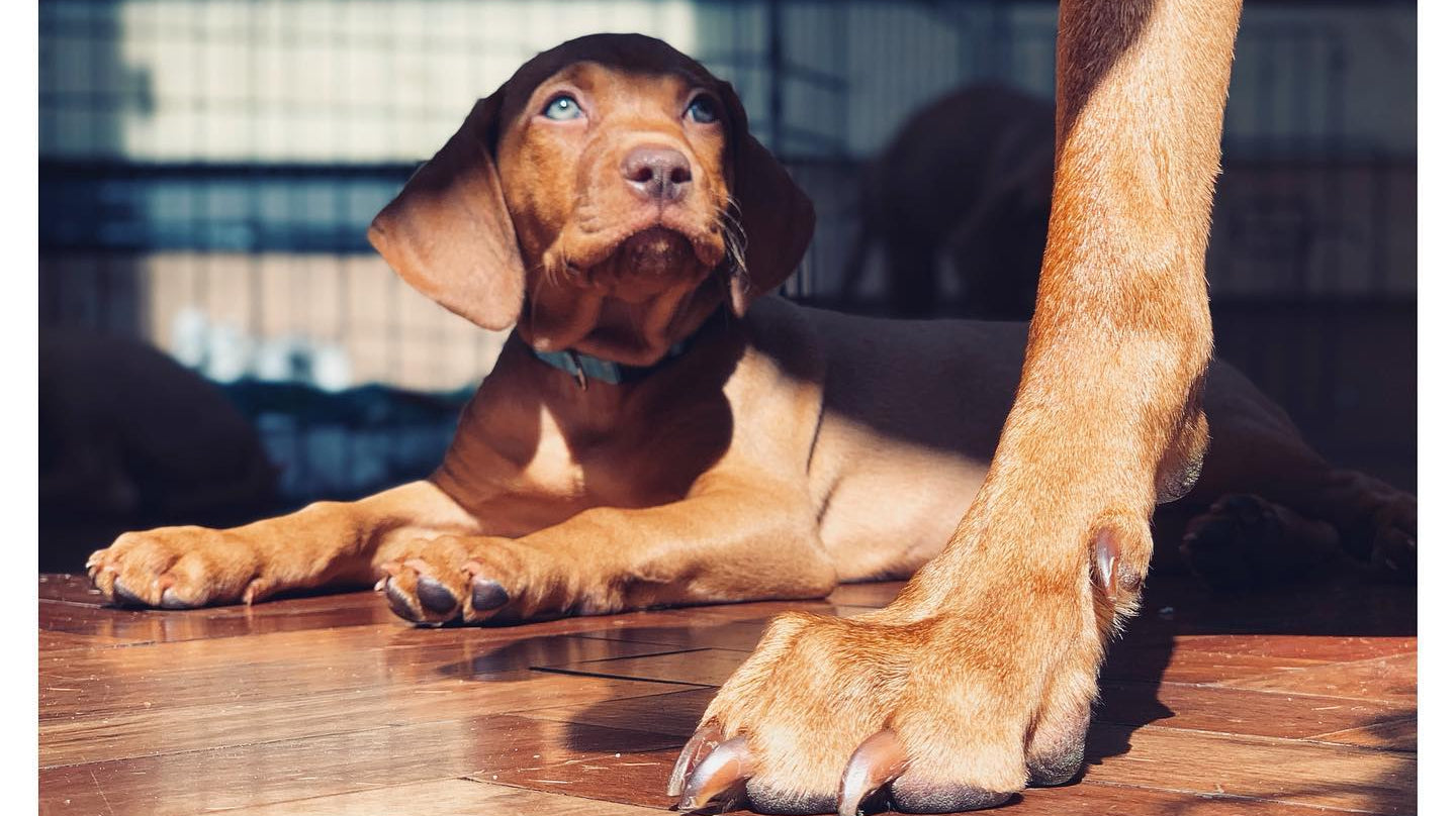 The dog days of summer...