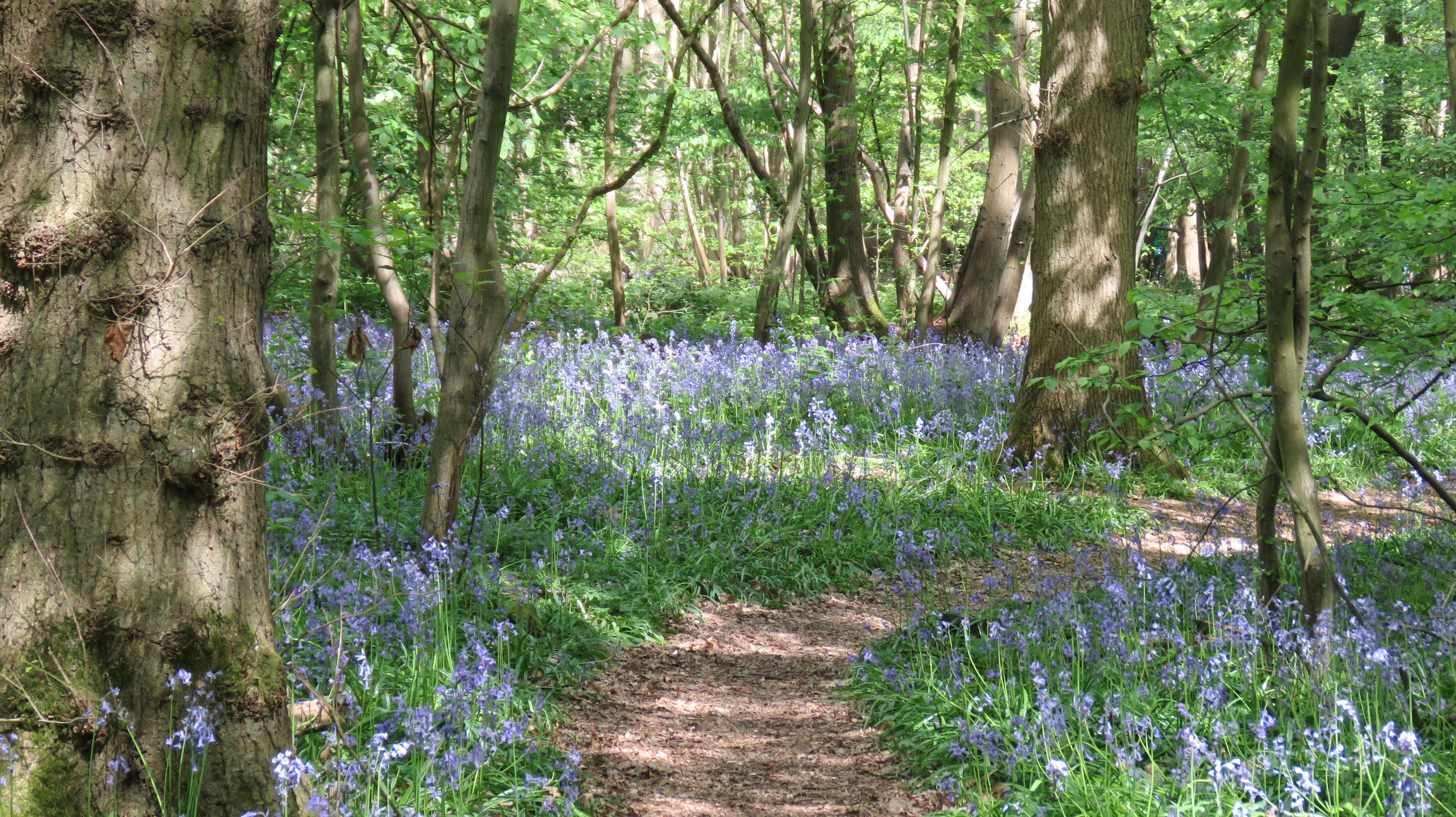 Frida Blue Bell Forest Mental Health Awareness Week 2021