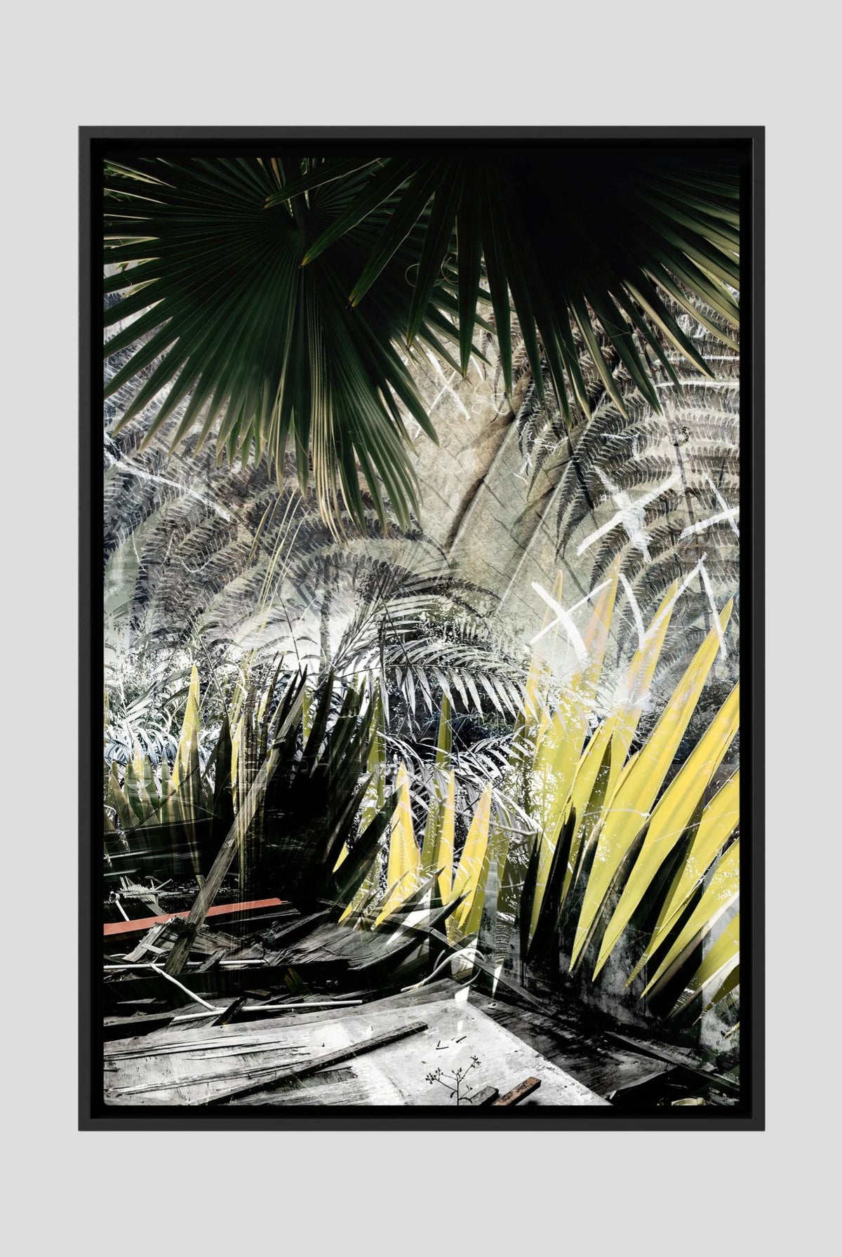 Fern
