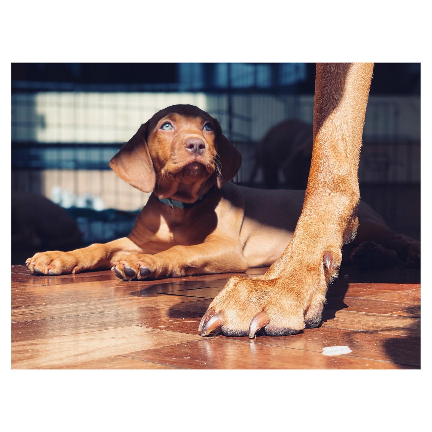 The dog days of summer...